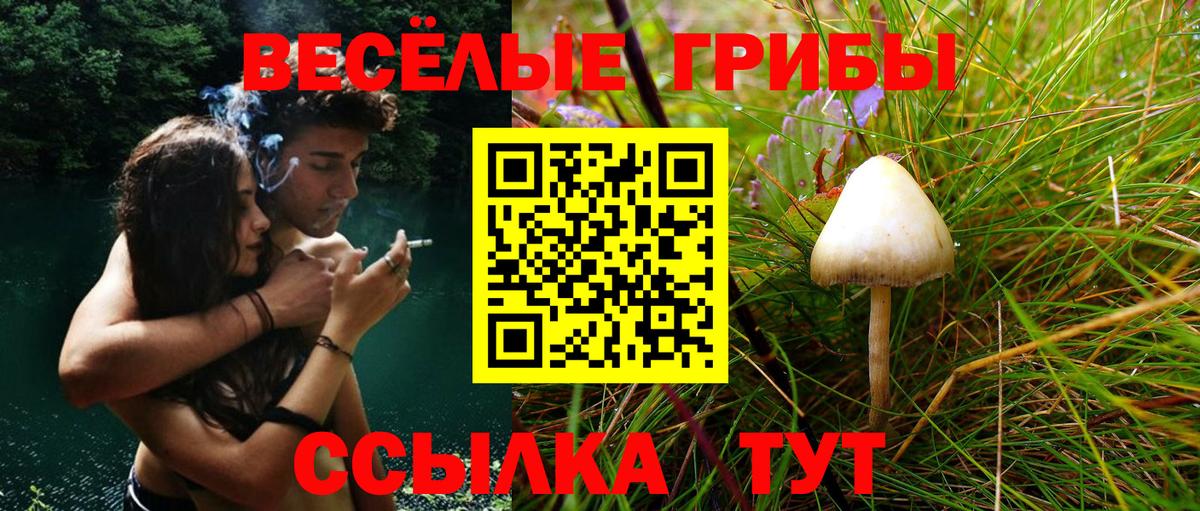 Тара  Псилоцибиновые грибы MAGIC MUSHROOMS  Псилоцибиновые грибы Psilocybine cubensis  купить закладку  Вход с VPN 